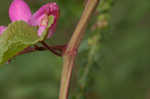 Coral vine